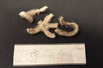 Media type: image; Invertebrate Zoology OPH-2063 Description: Specimen Image;